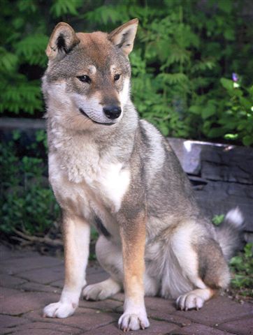 1198060378shikoku.jpg