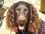 150px-Boykin_spaniel.jpg