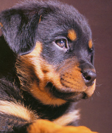 2-rottweiler-puppy1-225.jpg