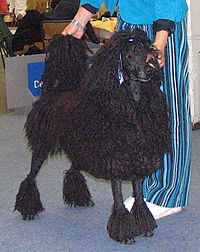 200px-Corded_Standard_Poodle_black.jpg