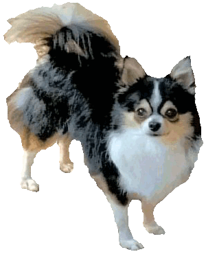 256ColorVersion_Doggie.gif