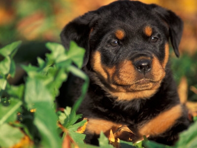 1161342~Rottweiler-Puppy-in-Leaves-Posters.jpg