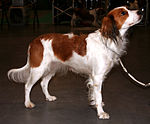 150px-P%C5%82ochacz_holenderski_%28kooikerhondje%29_11.jpg