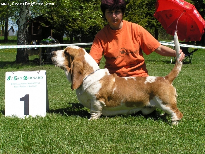 Basset%20Hound-4%20years-bi%20color-1199452898.jpg