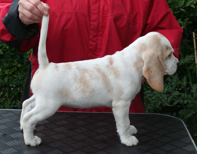 Ambrosia8week_s.jpg