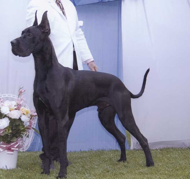 ApacheShowLodweb.jpg