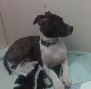BostalianBostonTerrierItalianGreyhoundHybridDog4MonthsOldJack3.jpg