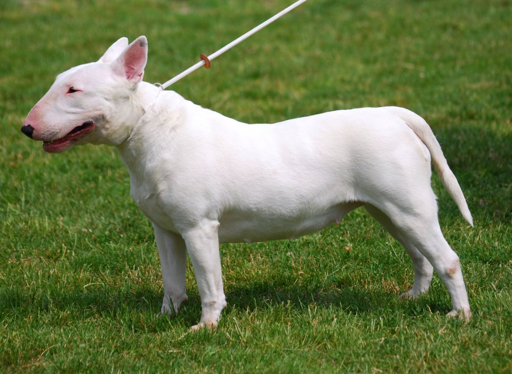 Bull_Terrier_R_01.jpg