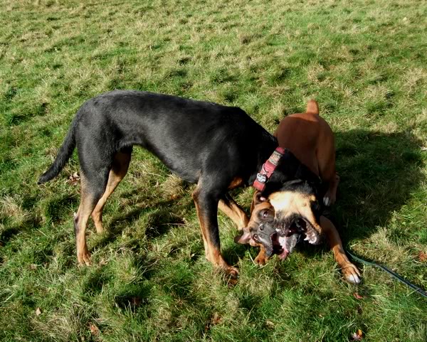 Charlie-Ruby271109082.jpg