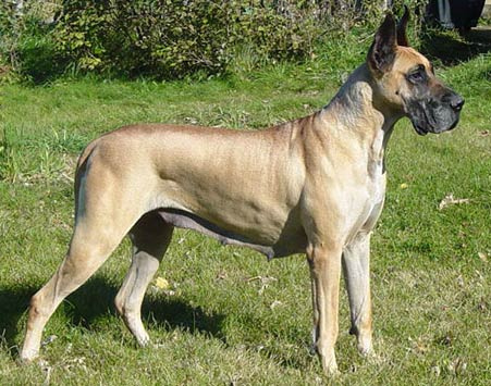 Dogge.jpg