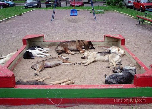 Dogs-Playgrounds.jpg