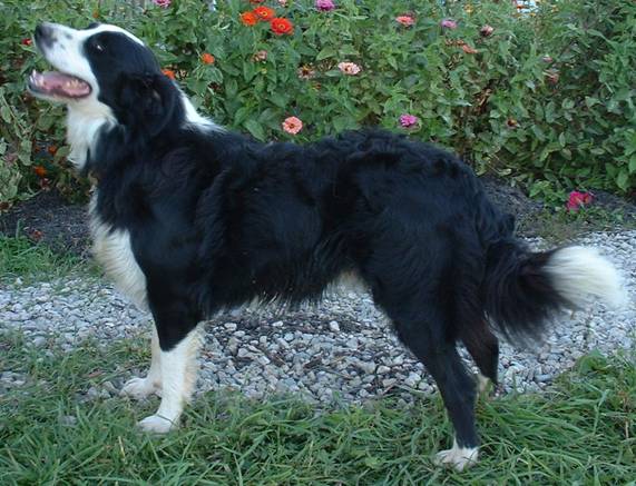 English_Shepherd_41654864321.jpg