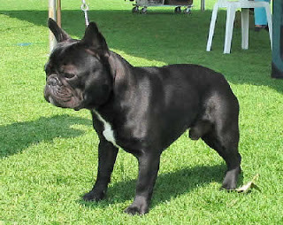 FrenchBulldog_black.jpg