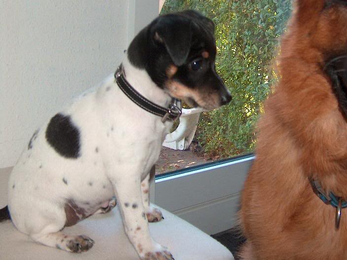 Frida3.jpg