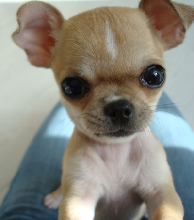 Lieve-Chihuahua.jpg