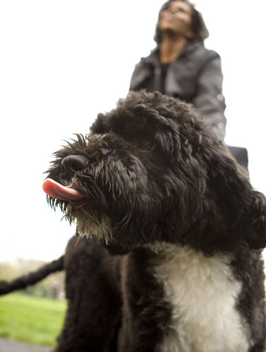 Obamas-new-dog-Barack-Oba-001.jpg