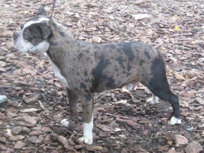 OldeBostonBulldoggeBlueMerleOBBBigBullyKennelsRebel2.jpg