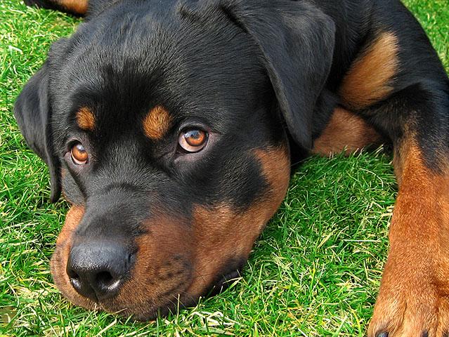 Rottweiler.jpg