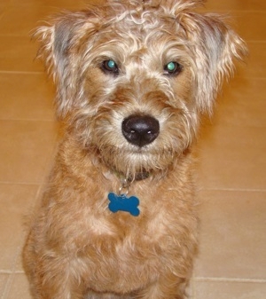 SoftCoatWheatenTerriersBasilIrishCoat.jpg