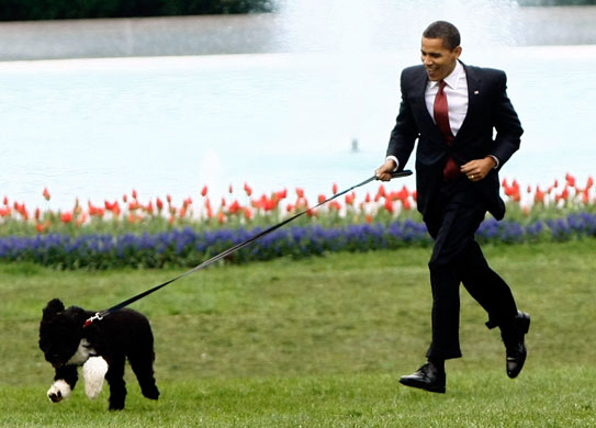The-Obama-family-dog-Bo-B-005.jpg