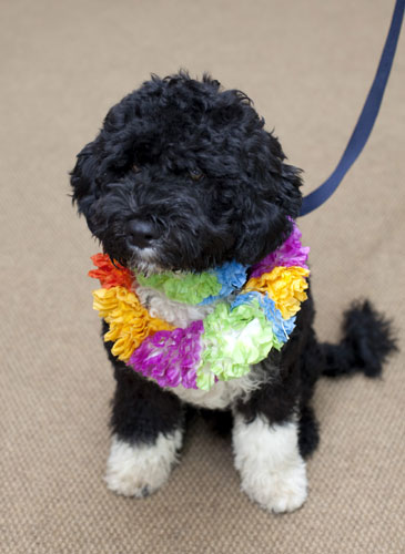 The-Obama-familys-dog-Bo--001.jpg