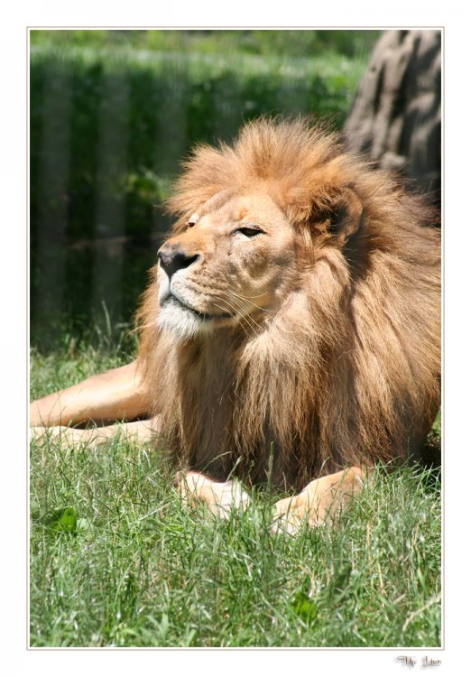The_Lion_by_ladynightseduction.jpg