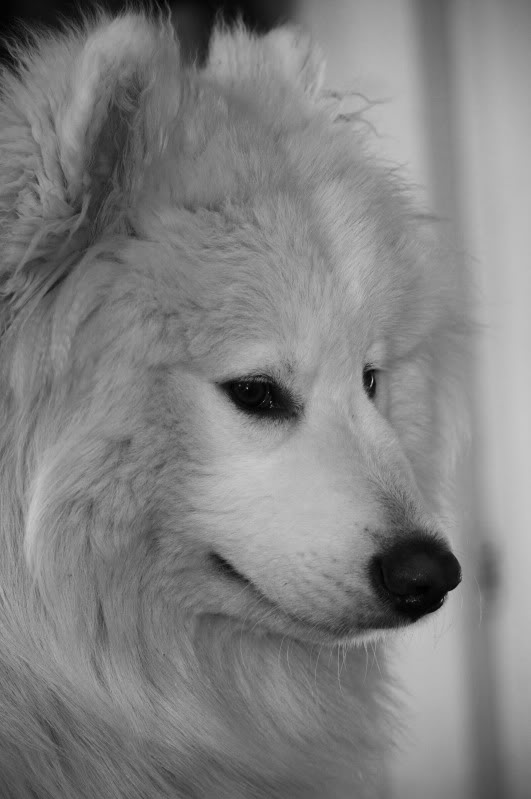 _MG_3594copy.jpg