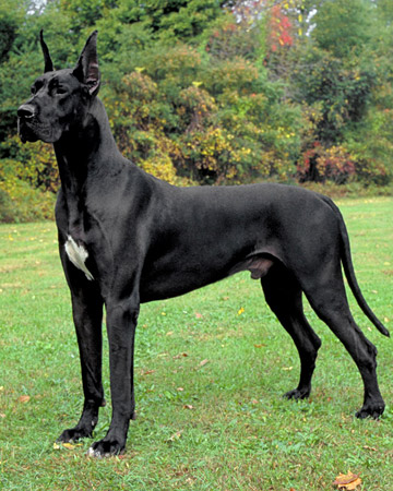 akc_dane_bloom_xl.jpg