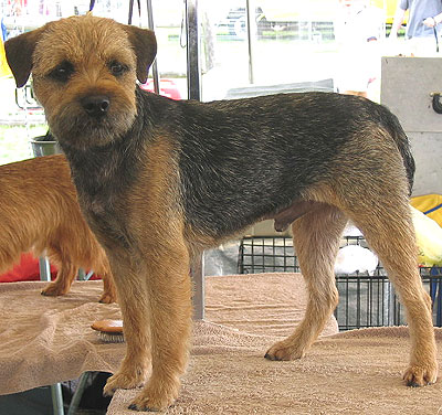 border_terrier_h03.jpg