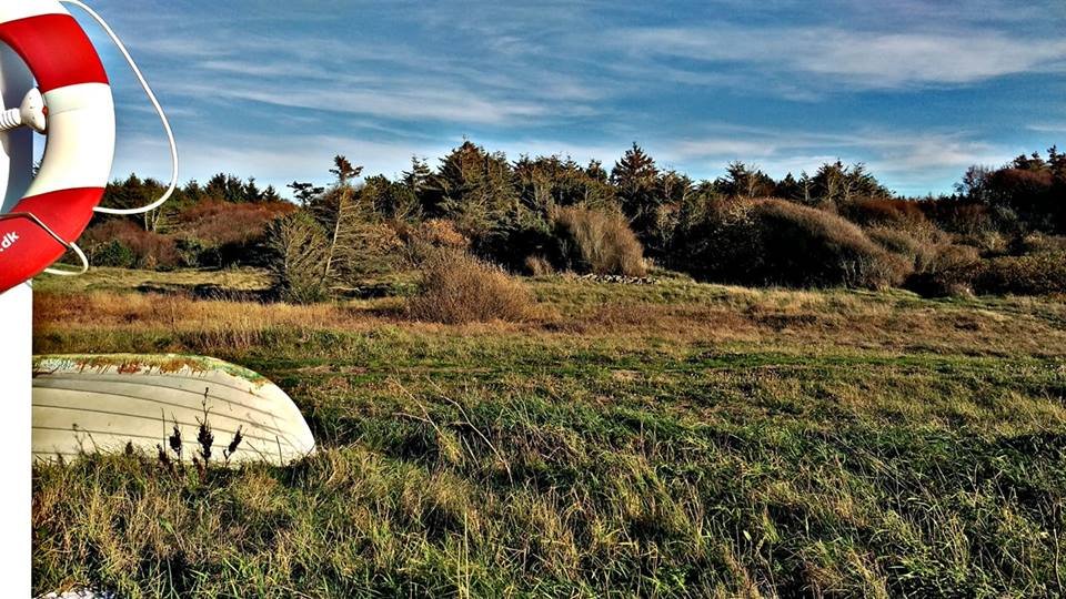 Billedet indeholder sandsynligvis: græs, himmel, sky, træ, plante, friluftsliv og natur