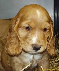 cocker-spaniel-puppy.jpg