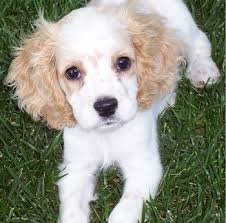 cockerspaniel_wade1.jpg