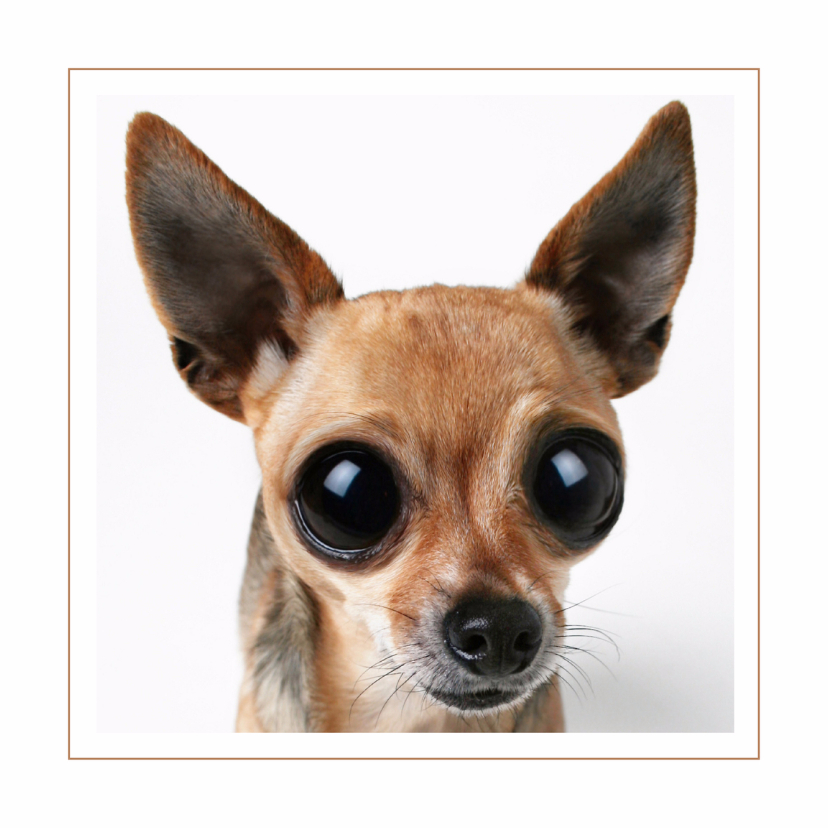 dierenkaart-chihuahua.jpg