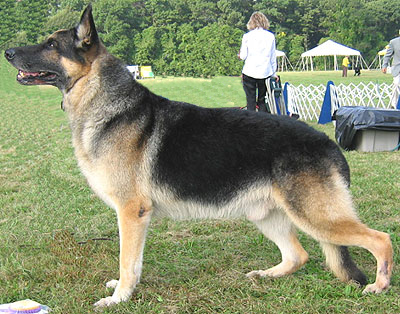 german-shepherd.jpg