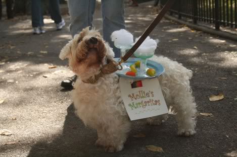 halloween_dog_26-469x312.jpg