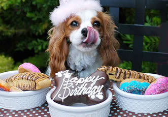 happy_birthday_dog.jpg