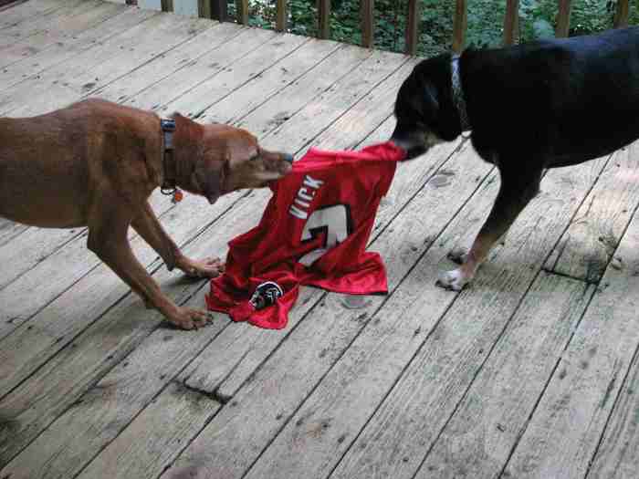 michael-vick-dogs-philadelphia-jersey.jpg