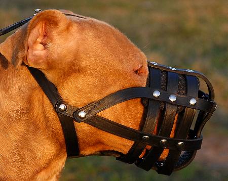 pitbull-muzzle-leather.jpg
