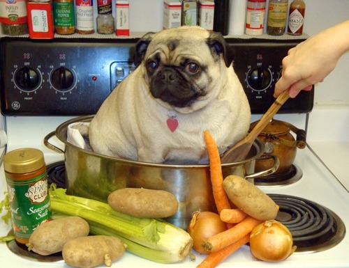 pug-stew.jpg