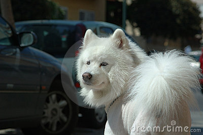 samoyed-dog-thumb767383.jpg