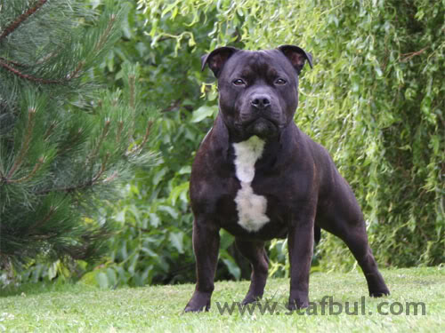 staffordshire-bull-terrier-0645b.jpg