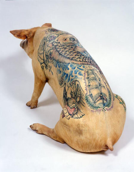 tattooed-pig-taxidermy-753595.jpg