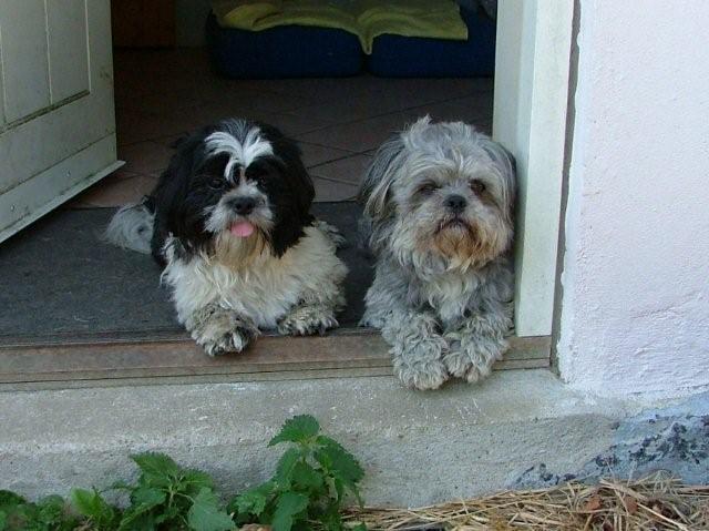 spænding sekvens Embankment Shih Tzu - Side 4 - Shih Tzu - Hunde-forum.dk