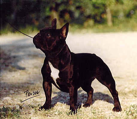 fransk bulldog.jpg