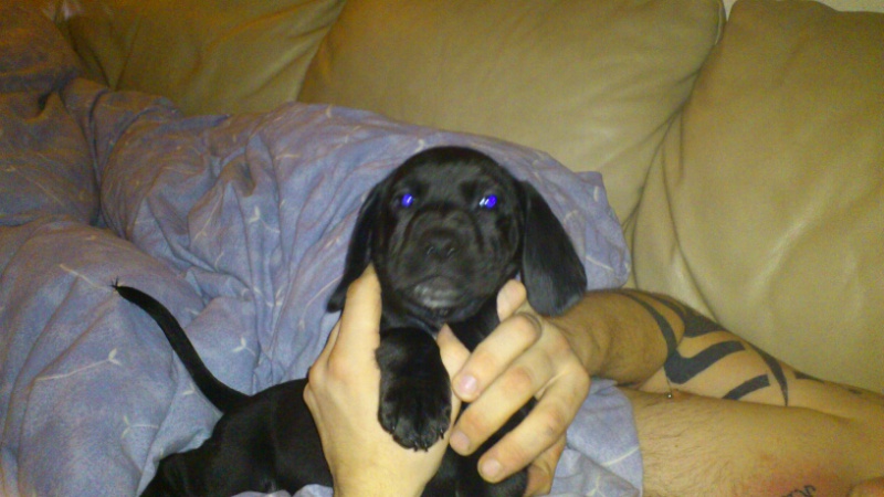 hanhund navn hanhund navn