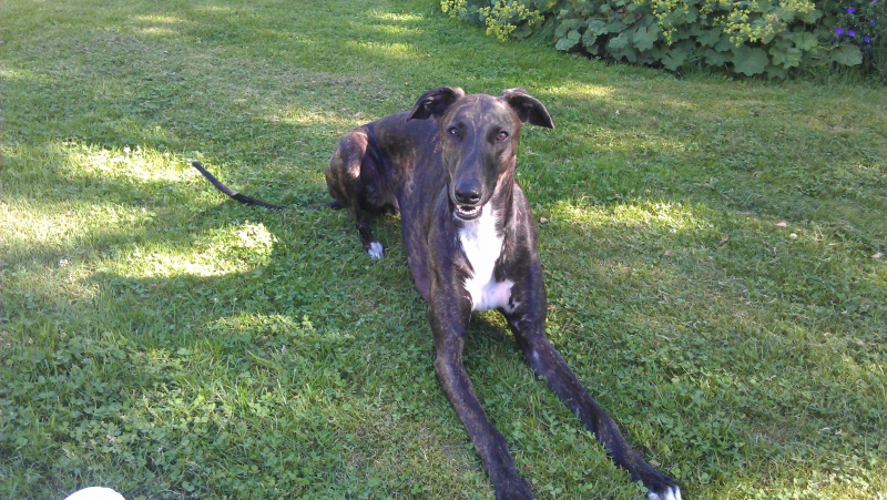 Greyhounds' greyhounds