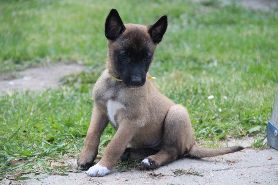 Malinois hvalp! - Hvalpe Hunde-forum.dk