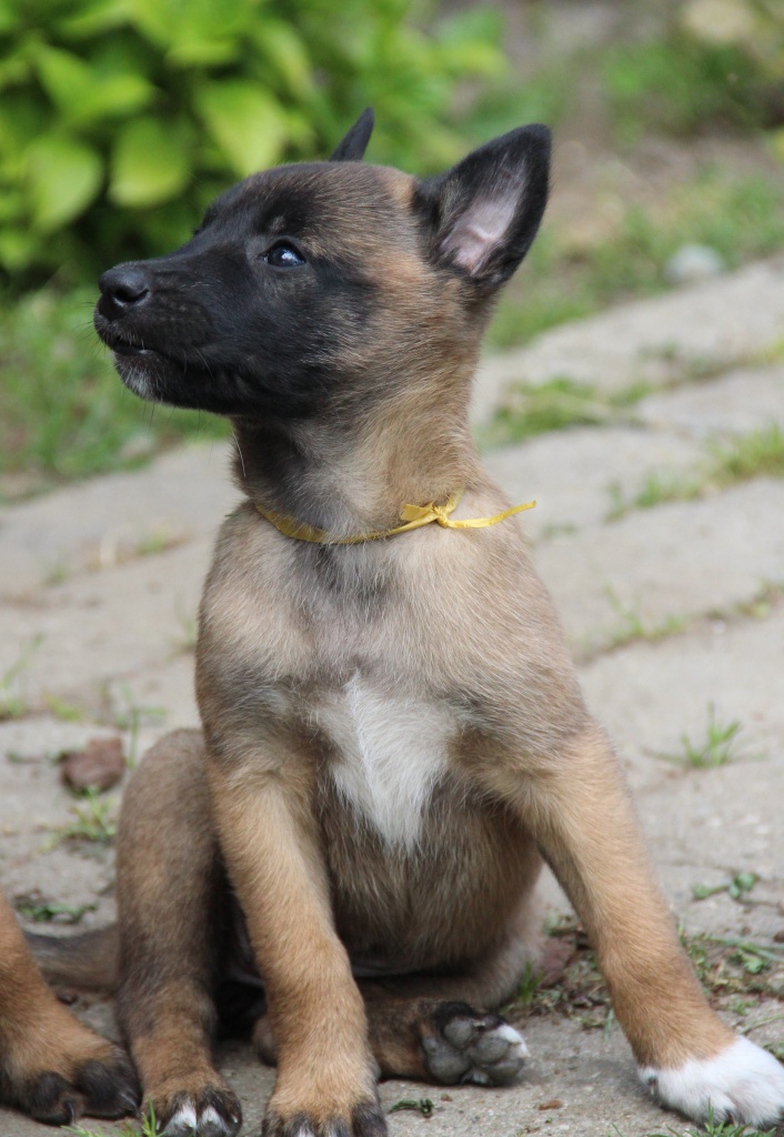 Malinois hvalp! - Hvalpe Hunde-forum.dk