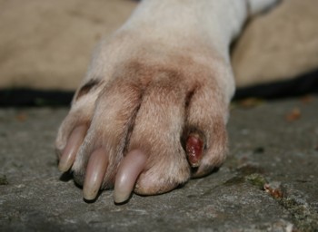 nedbrydes broderi pølse Luna's negl trukket af - Sygdomme - Hunde-forum.dk