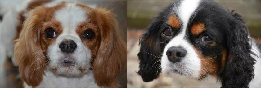 2 King Charles Spaniels - gives væk! - Omplaceringshund - -forum.dk